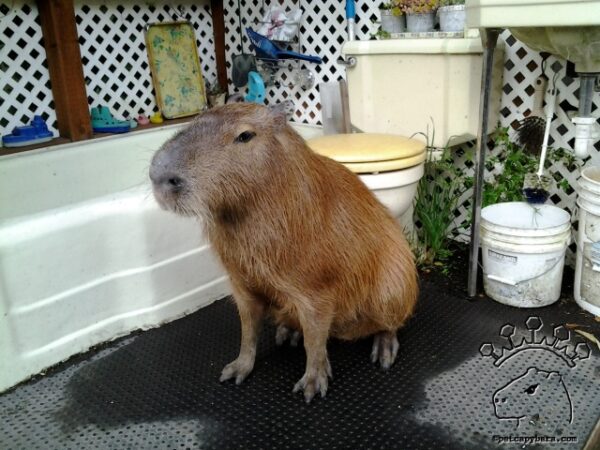 Discover Where You Can Legally Adopt a Capybara in the U.S.: The ...