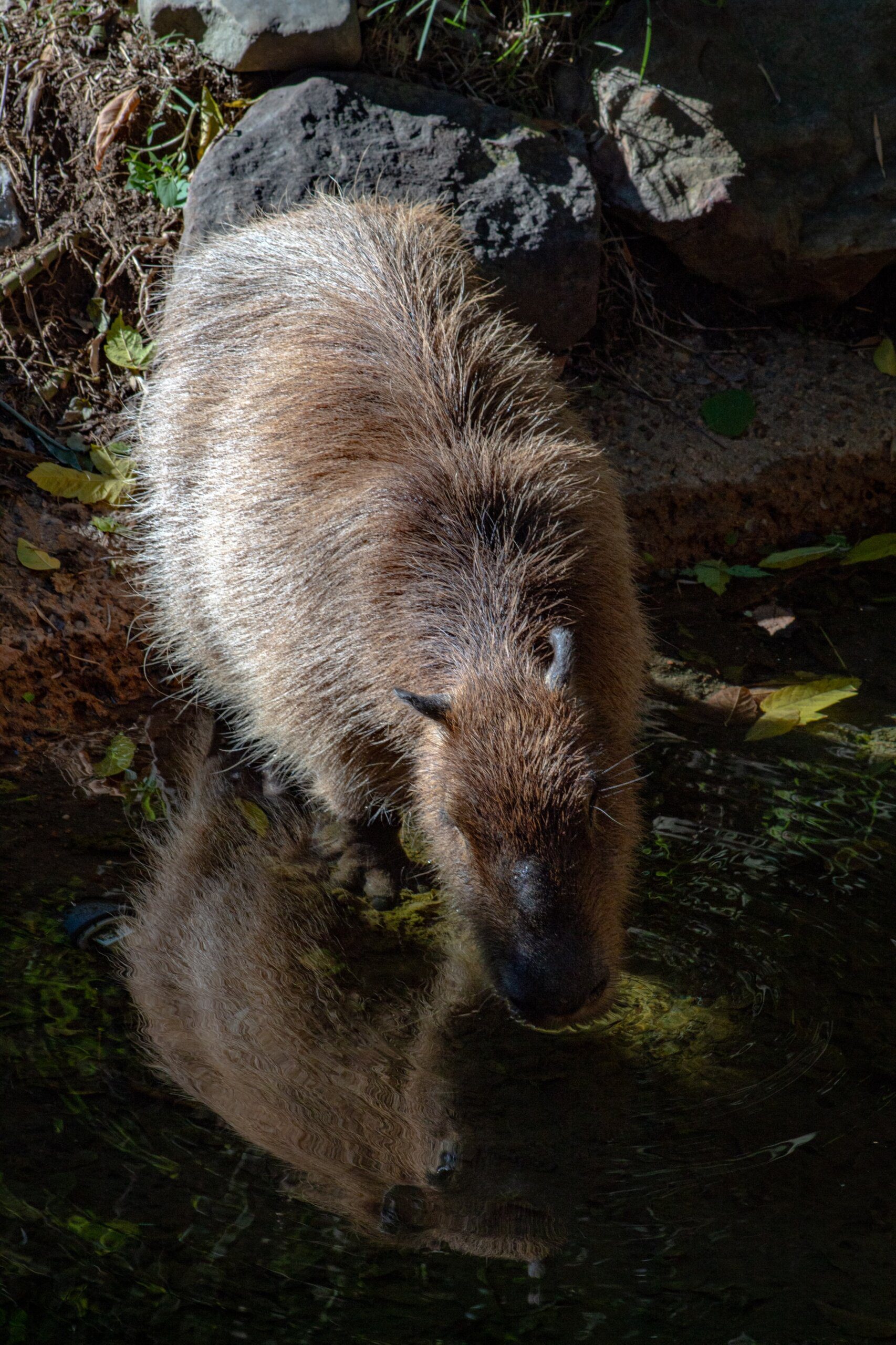 the ultimate guide how to get a capybara in pet sim x 3 scaled