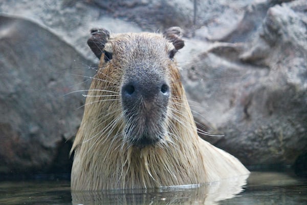 Discover the Surprising Truth About Capybaras in Texas: What You Need to Know! 20 a beginners guide finding a capybara 2