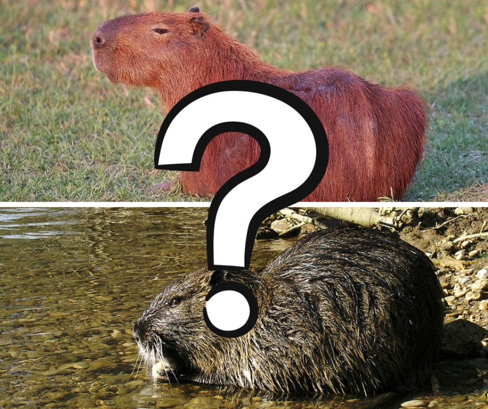 Capybara Sightings in the Wild in the UK 2 capybara sightings in the wild in the uk 4