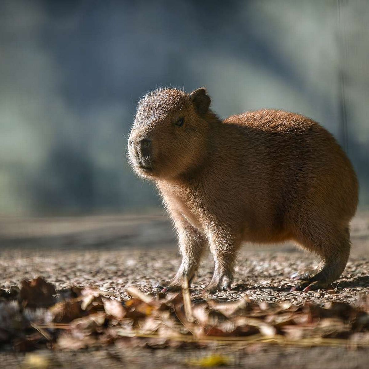 Meet the Adorable Capybara Teddy at Chester Zoo 4 meet the adorable capybara teddy at chester zoo 3