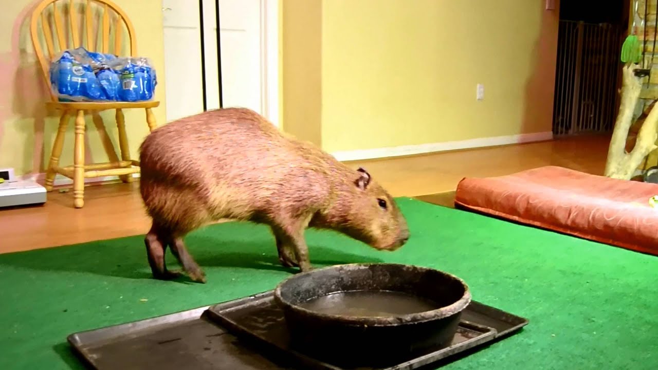 The Popcorn-Scented Mystery of the Capybara 9 the popcorn scented mystery of the capybara 4