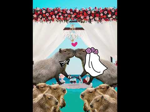 the capybara bride a wedding dress for the cuddliest creature 4