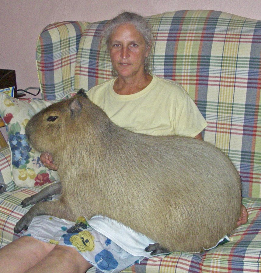 Capybara: A Fascinating Human Size Comparison 2 capybara a fascinating human size comparison 5