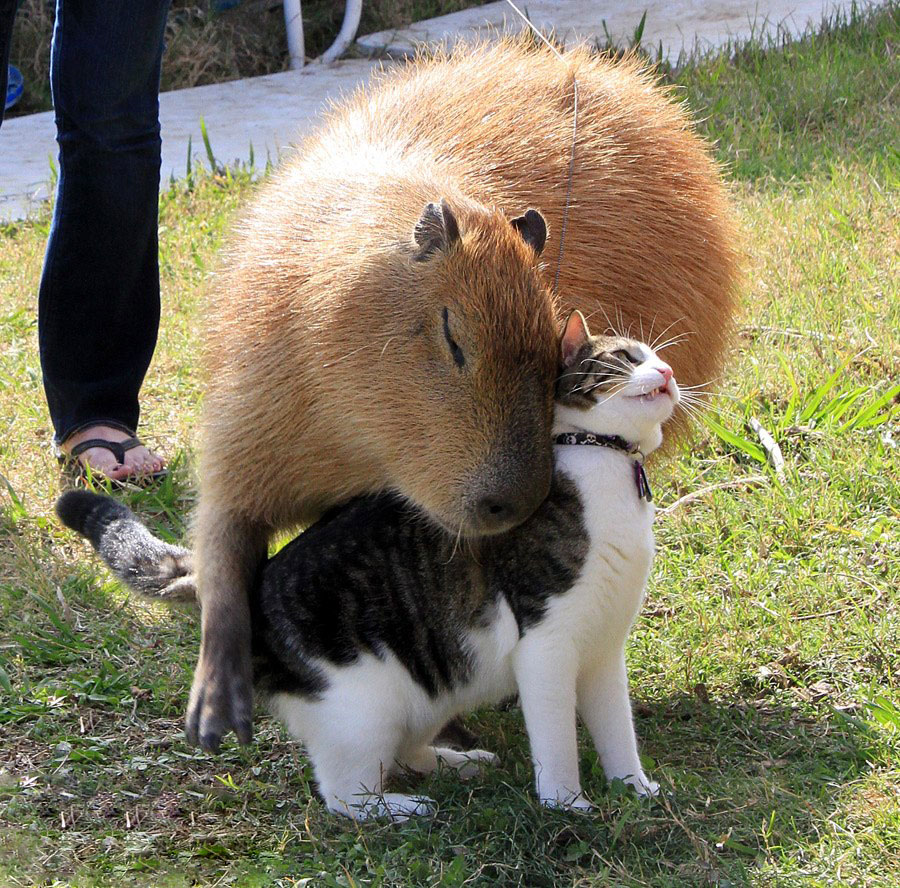 How Capybaras Get Along with Other Animals 6 how capybaras get along with other animals 2