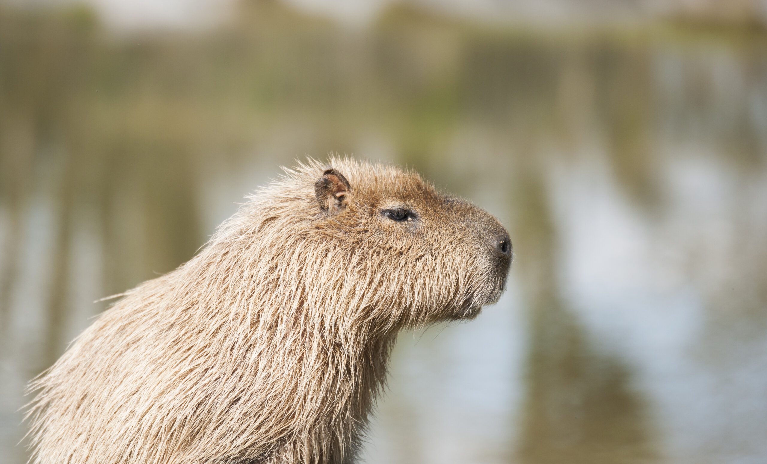 Finding a Capybara by ID 2 finding a capybara by id 4 scaled
