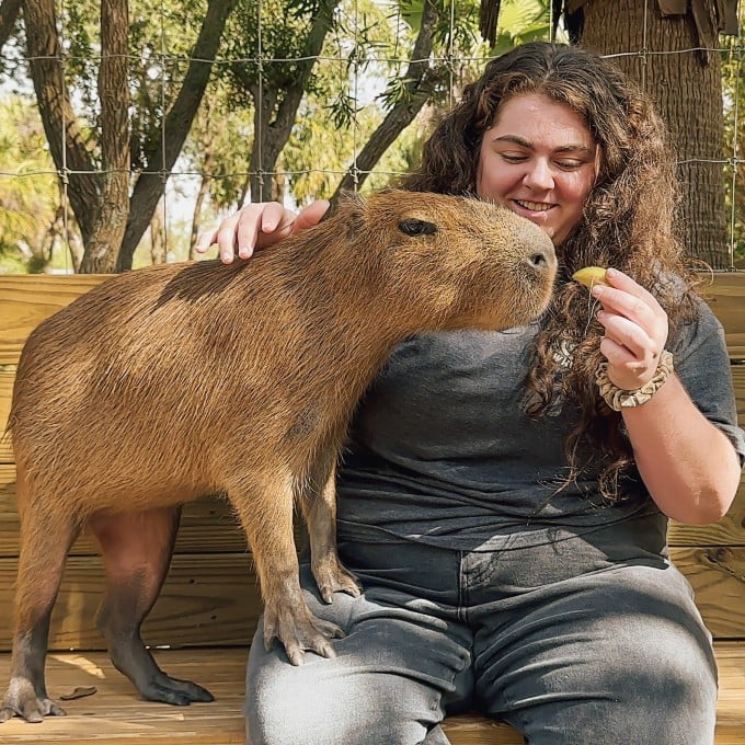 where to find capybaras for sale 7