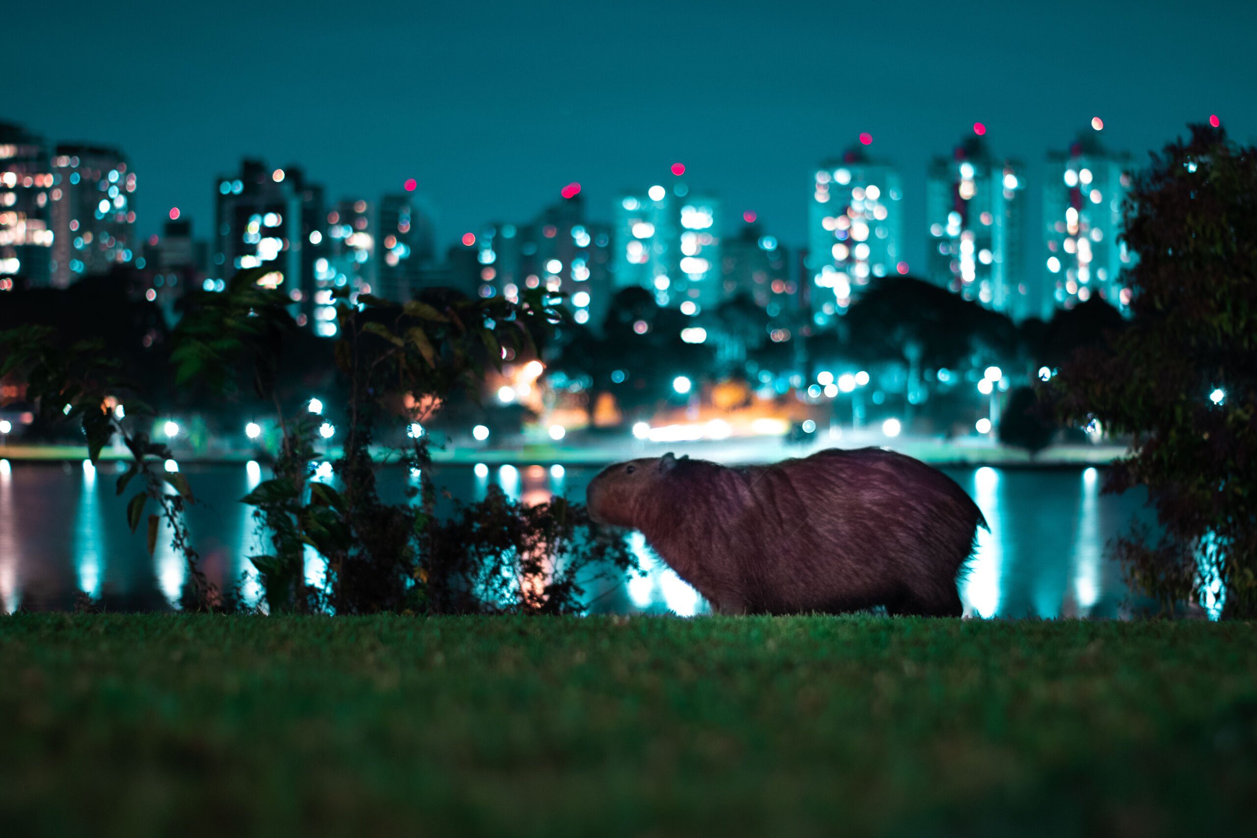 10 Free Capybara 3D Models for Download 9 10 free capybara 3d models for download 3 scaled