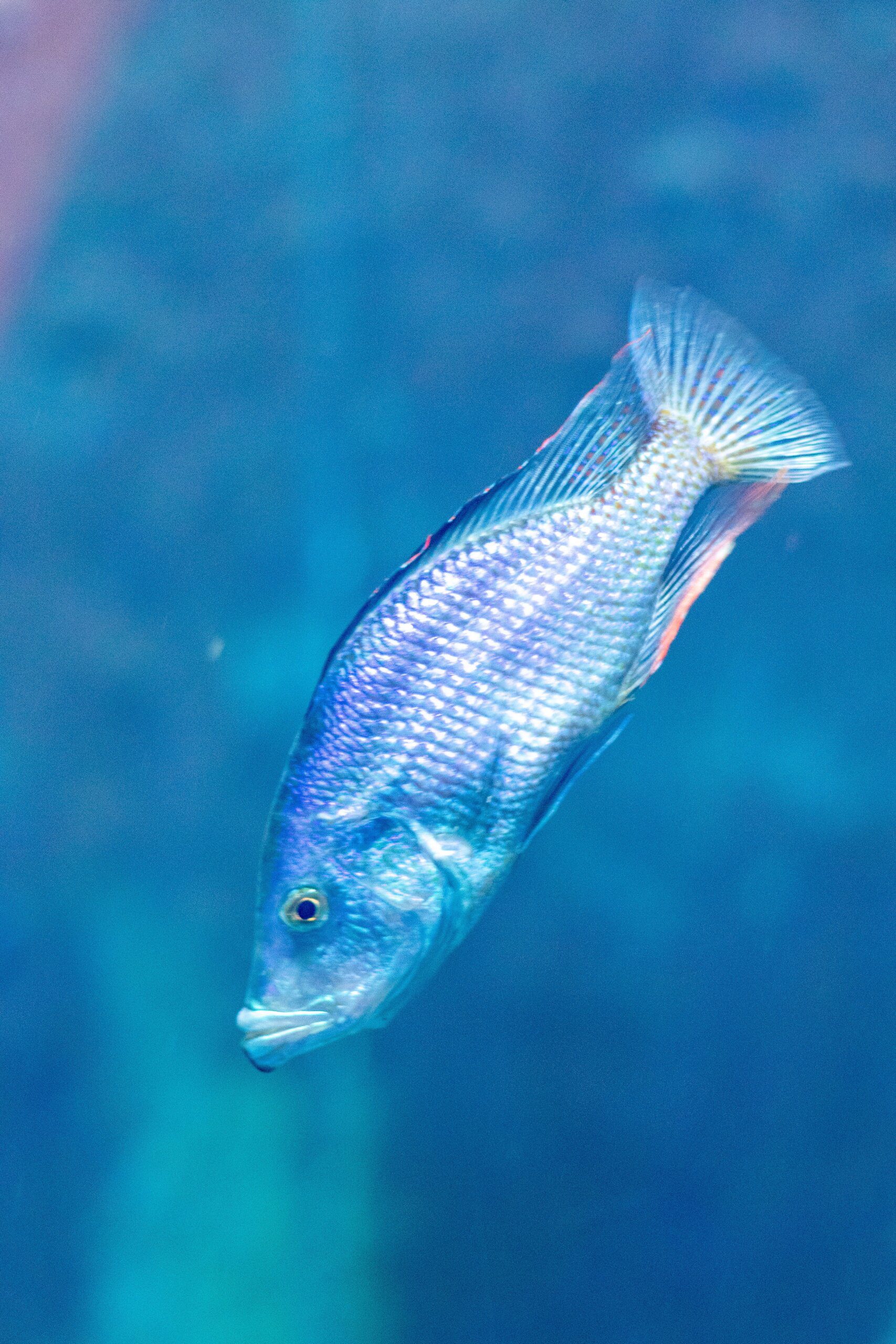 Can You Have a Capybara as a Pet? 2 can you have a capybara as a pet 3 scaled