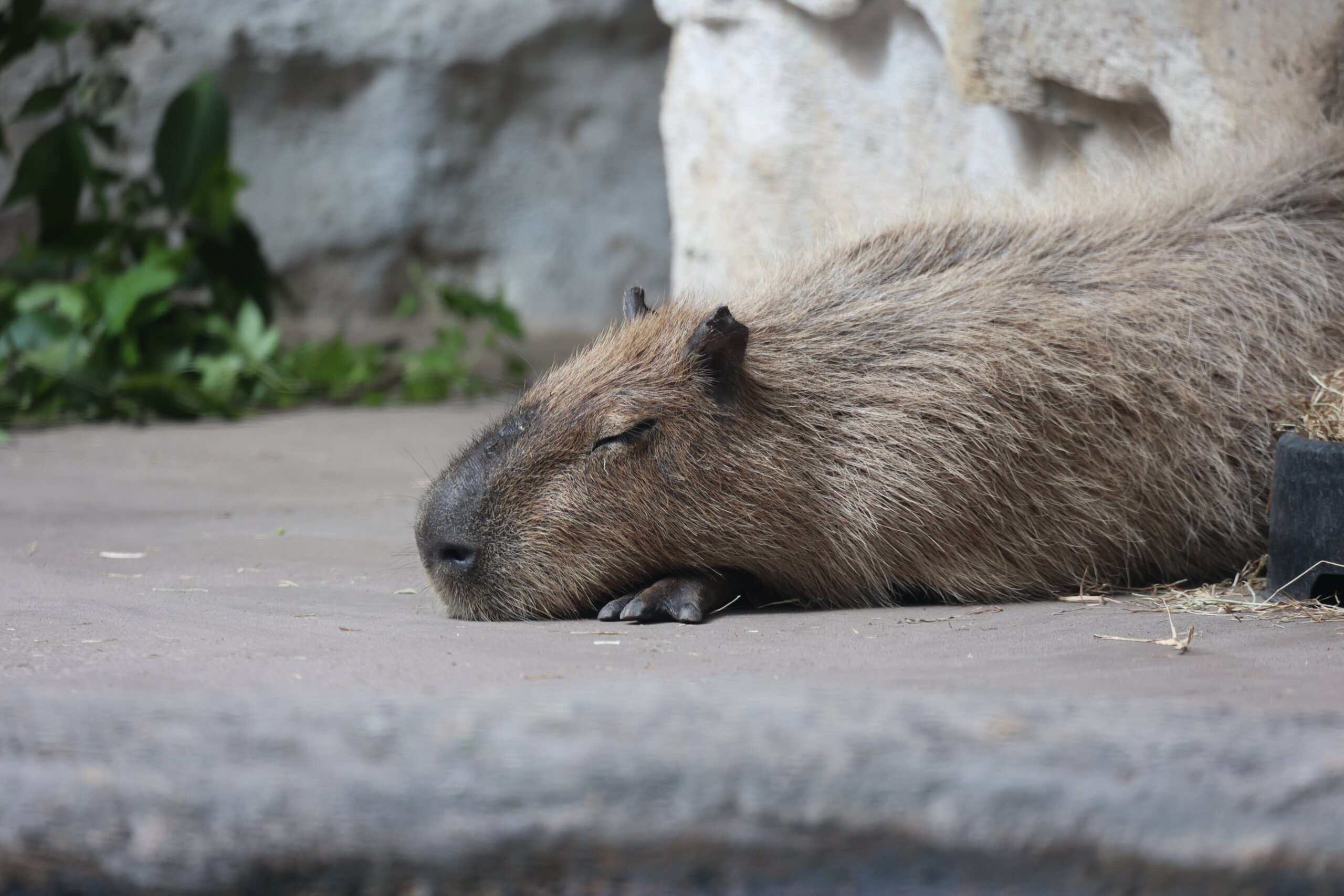 can a capybara be domesticated 3 scaled