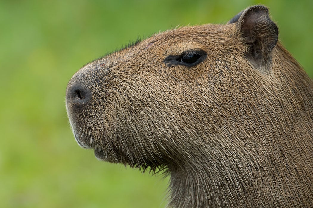 can you adopt a capybara as a pet 4