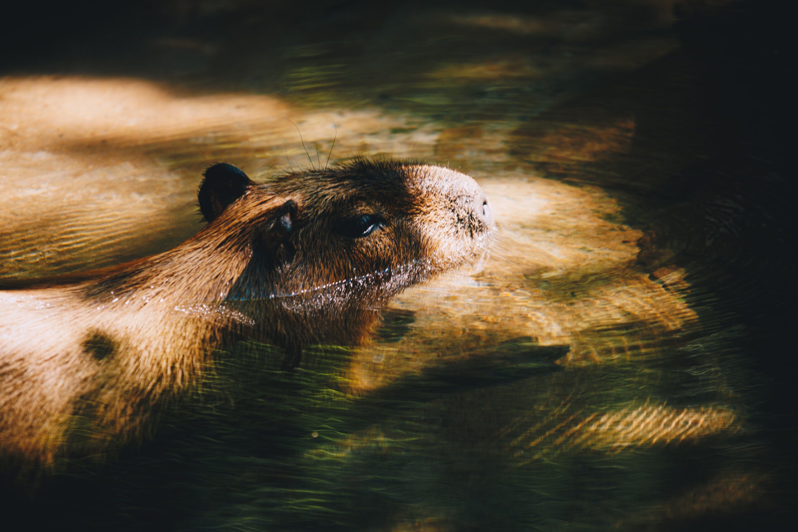 Can I legally keep a capybara as a pet? 7 can i legally keep a capybara as a pet 3 scaled