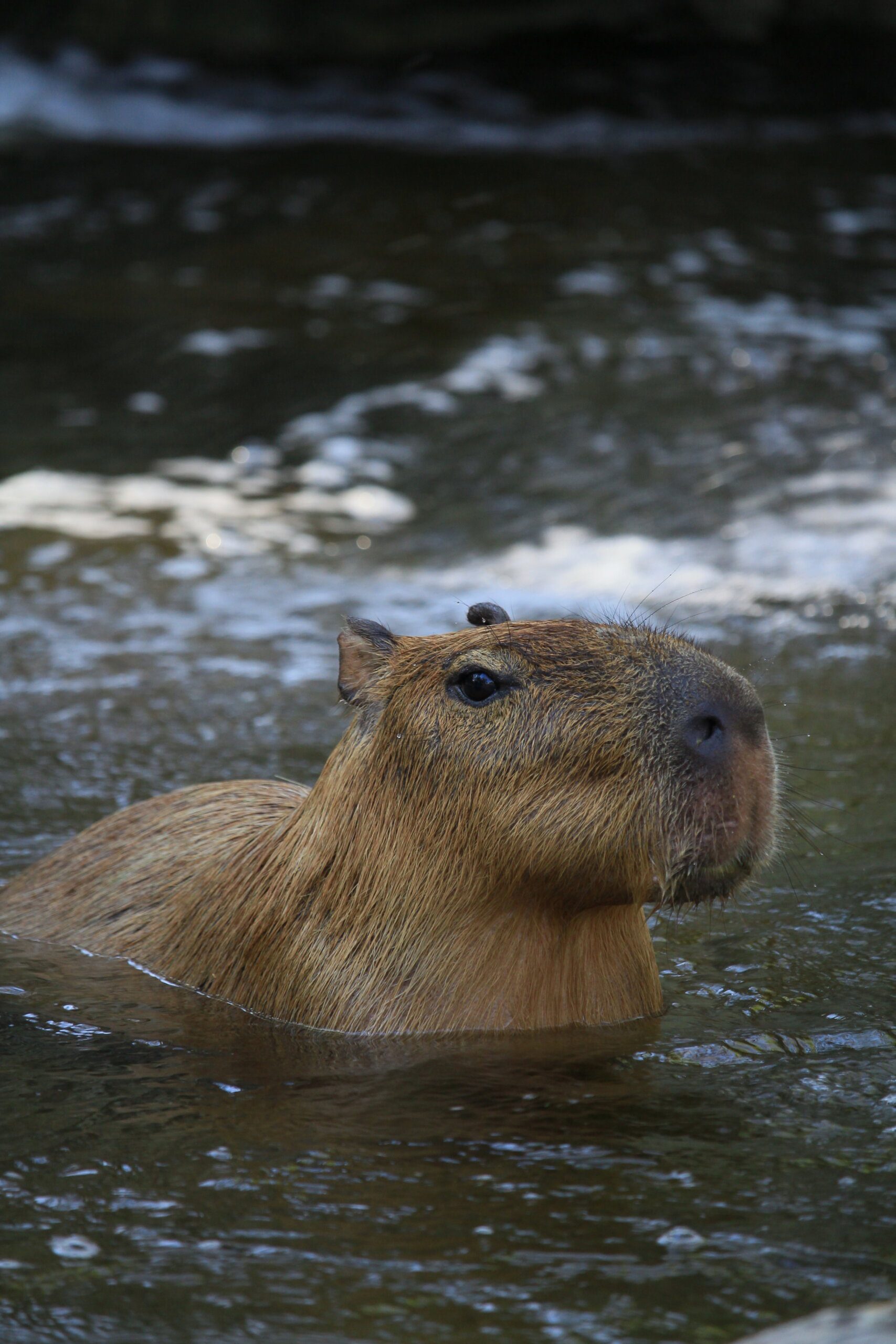 Are Capybara Found in Costa Rica? 4 Are Capybara Found in Costa Rica?