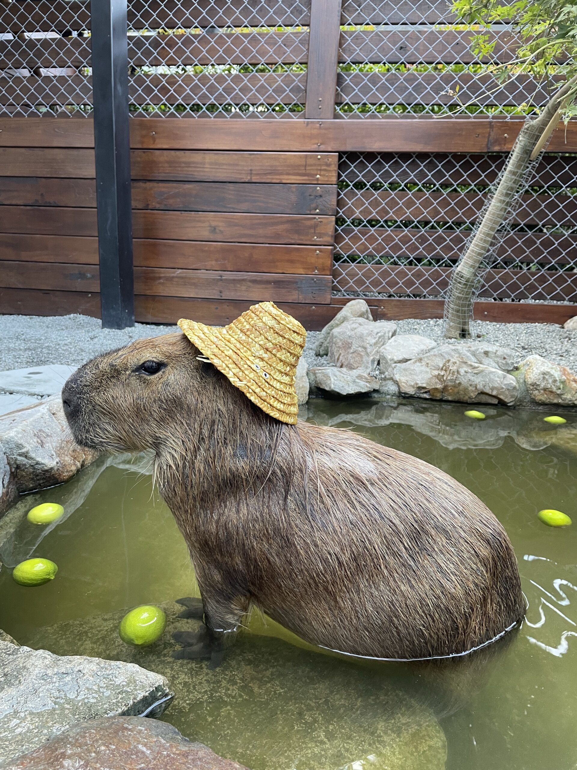 Visiting the Best Zoo in the UK with Capybaras 2 visiting the best zoo in the uk with capybaras 3 scaled