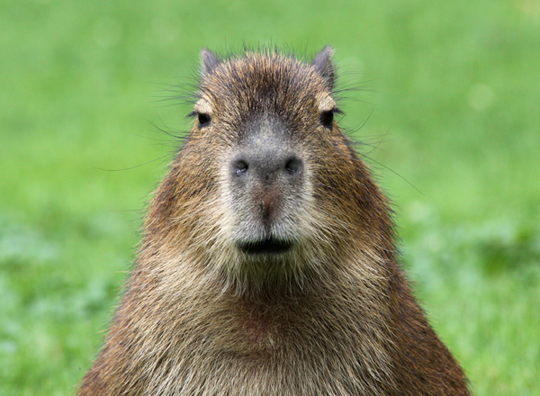 10 Fascinating Facts about Capybaras 2 10 fascinating facts about capybaras 5