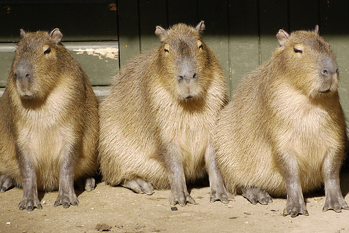 how to say capybara in german 3