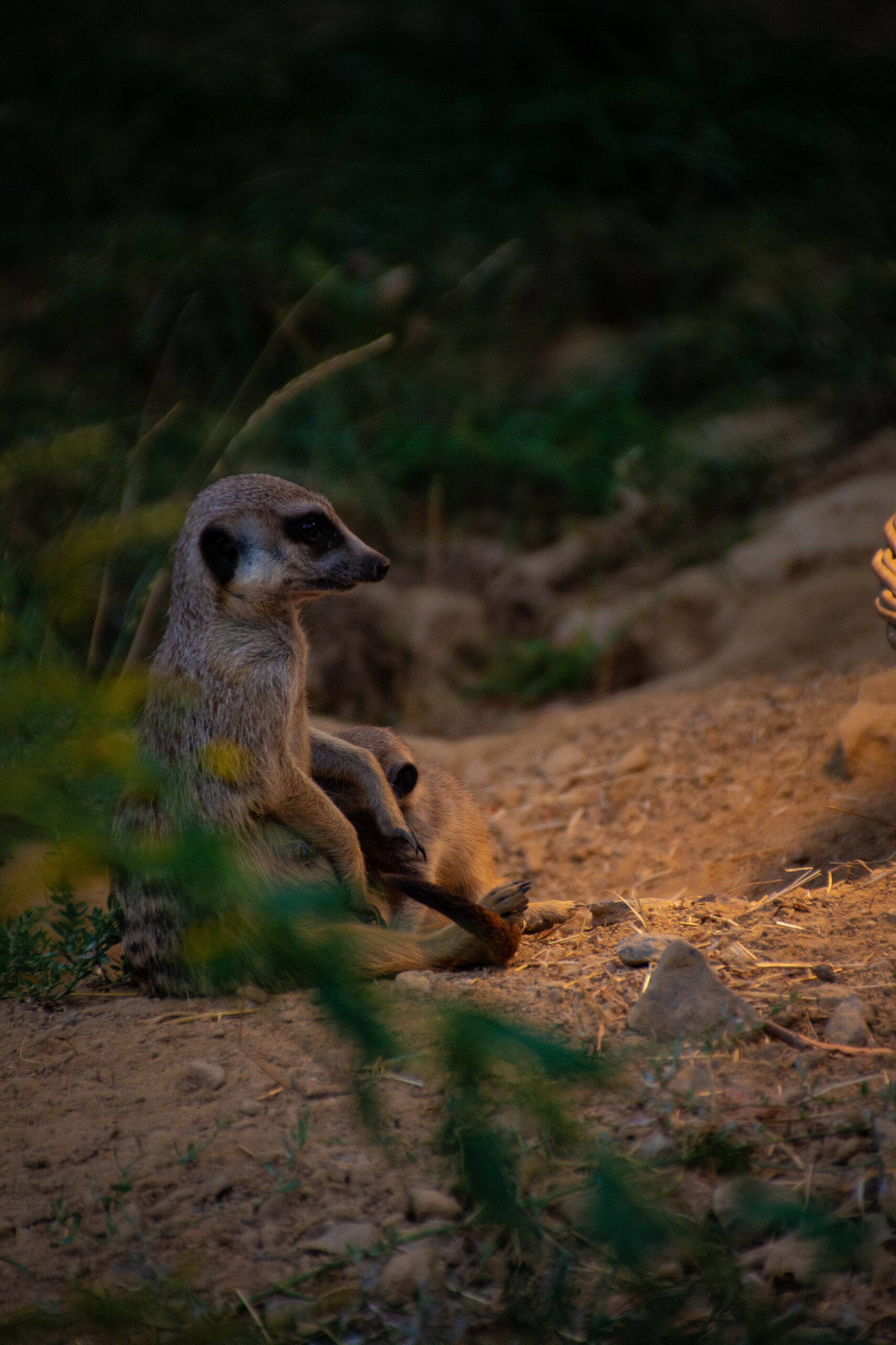 chester zoo capybara encounter 3 scaled