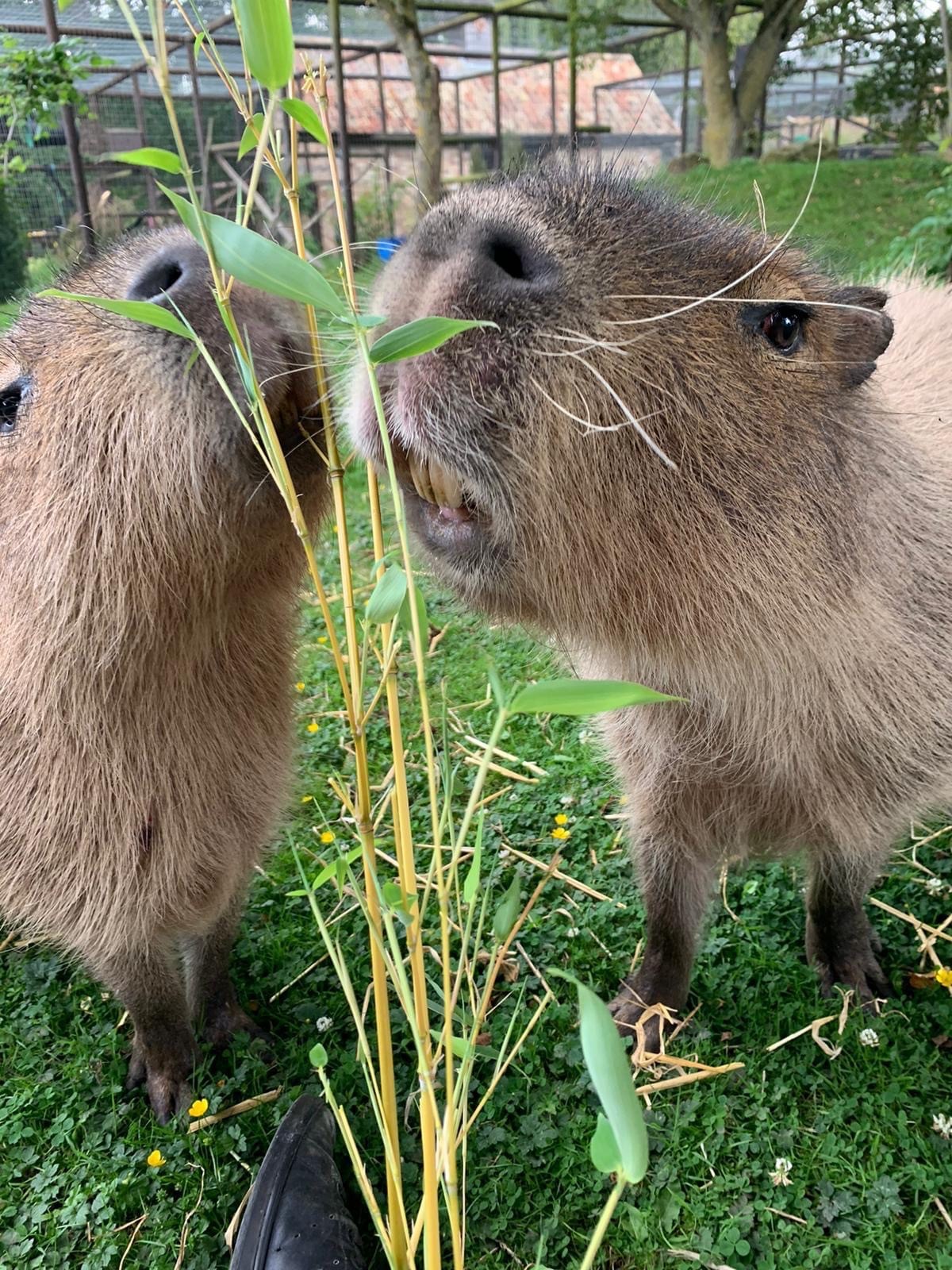The Best Places to Find Capybara in the UK 2 the best places to find capybara in the uk 5