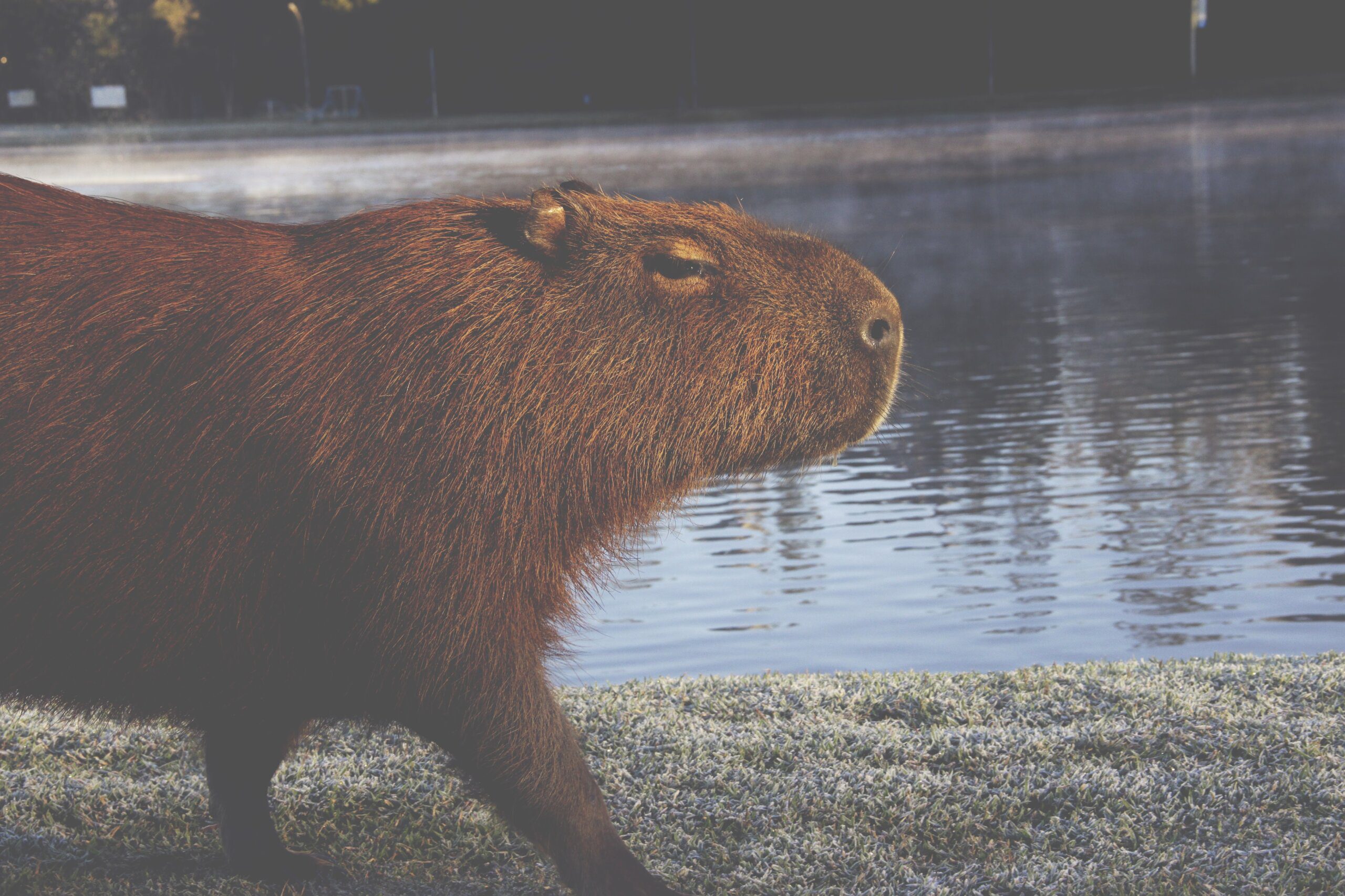 Why do people eat capybaras? 2 why do people eat capybaras 3 scaled