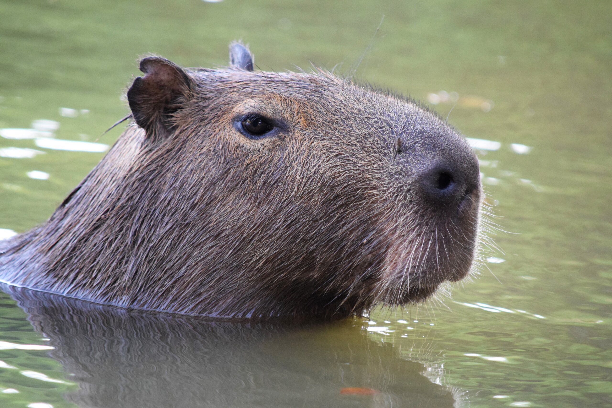 What are capybaras related to? 2 what are capybaras related to 3 scaled