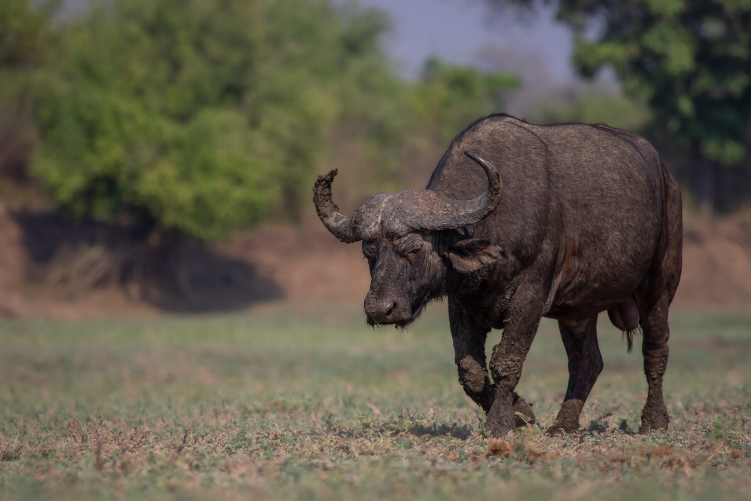 Best Places to Visit Capybaras Near Me 2 best places to visit capybaras near me 3 scaled