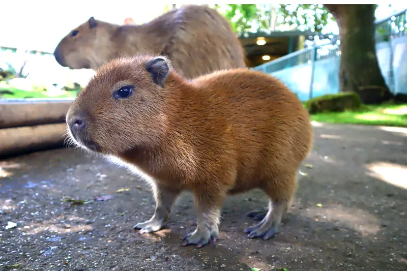 Understanding the Cost of a Capybara 2 understanding the cost of a capybara 1
