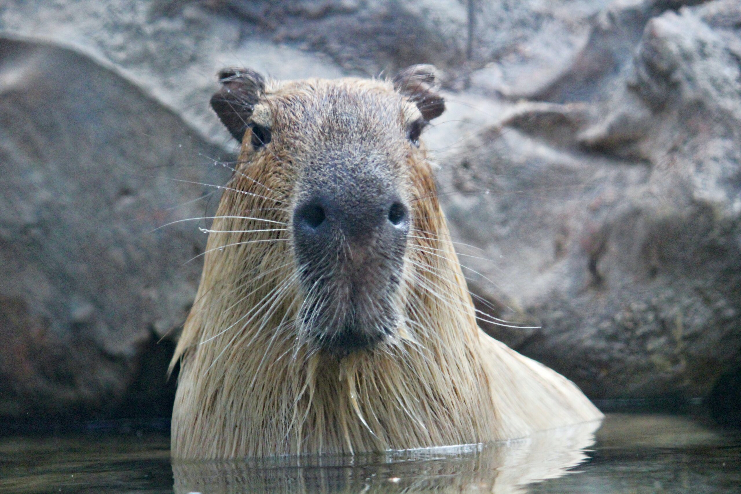 Nutria Or Capybara?  Spot The Differences & Discover The Truth! - sylzyos