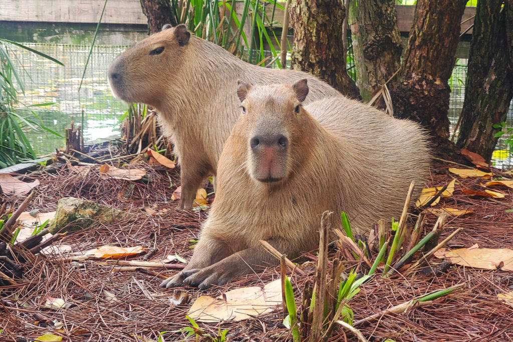 Capybara Petting Experience at a Nearby Location 2 capybara petting experience at a nearby location 5