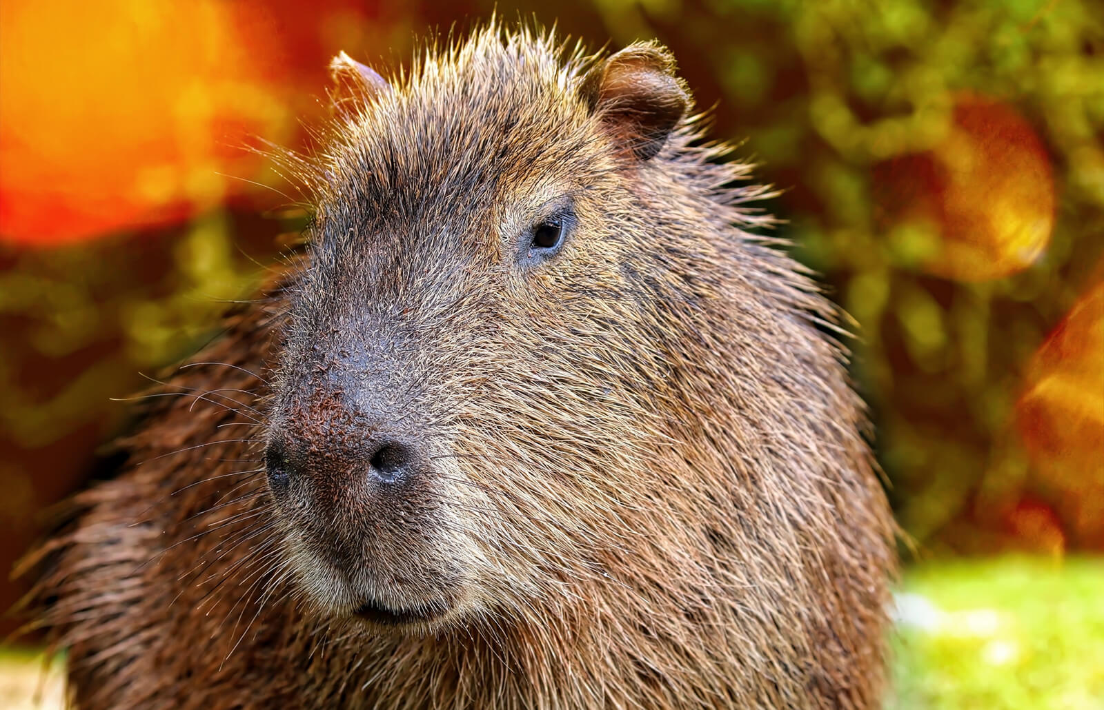 Things to Consider Before Getting a Capybara as a Pet 8 things to consider before getting a capybara as a pet 4