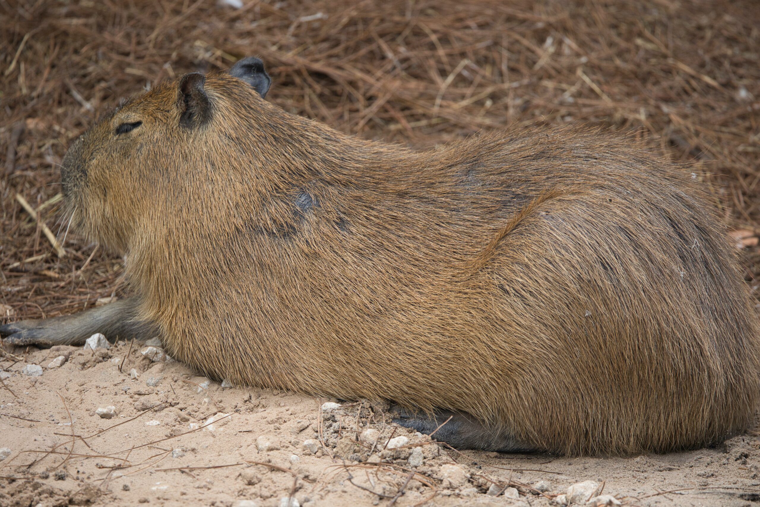 The Lifespan of Capybaras 7 the lifespan of capybaras 7 scaled