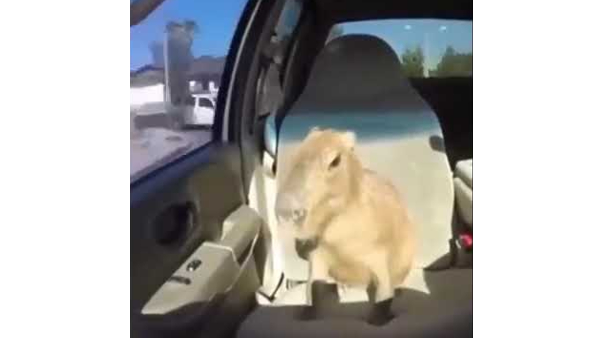 why do capybaras pull up 5
