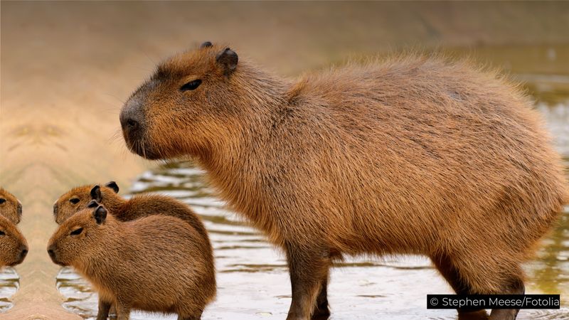 Where to Buy a Capybara in Texas 2 where to buy a capybara in texas 1