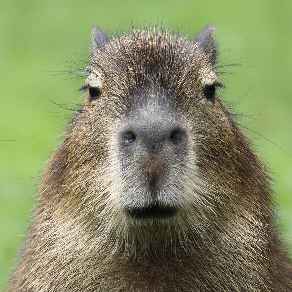 If I Had a Capybara Song 2 if i had a capybara song 4