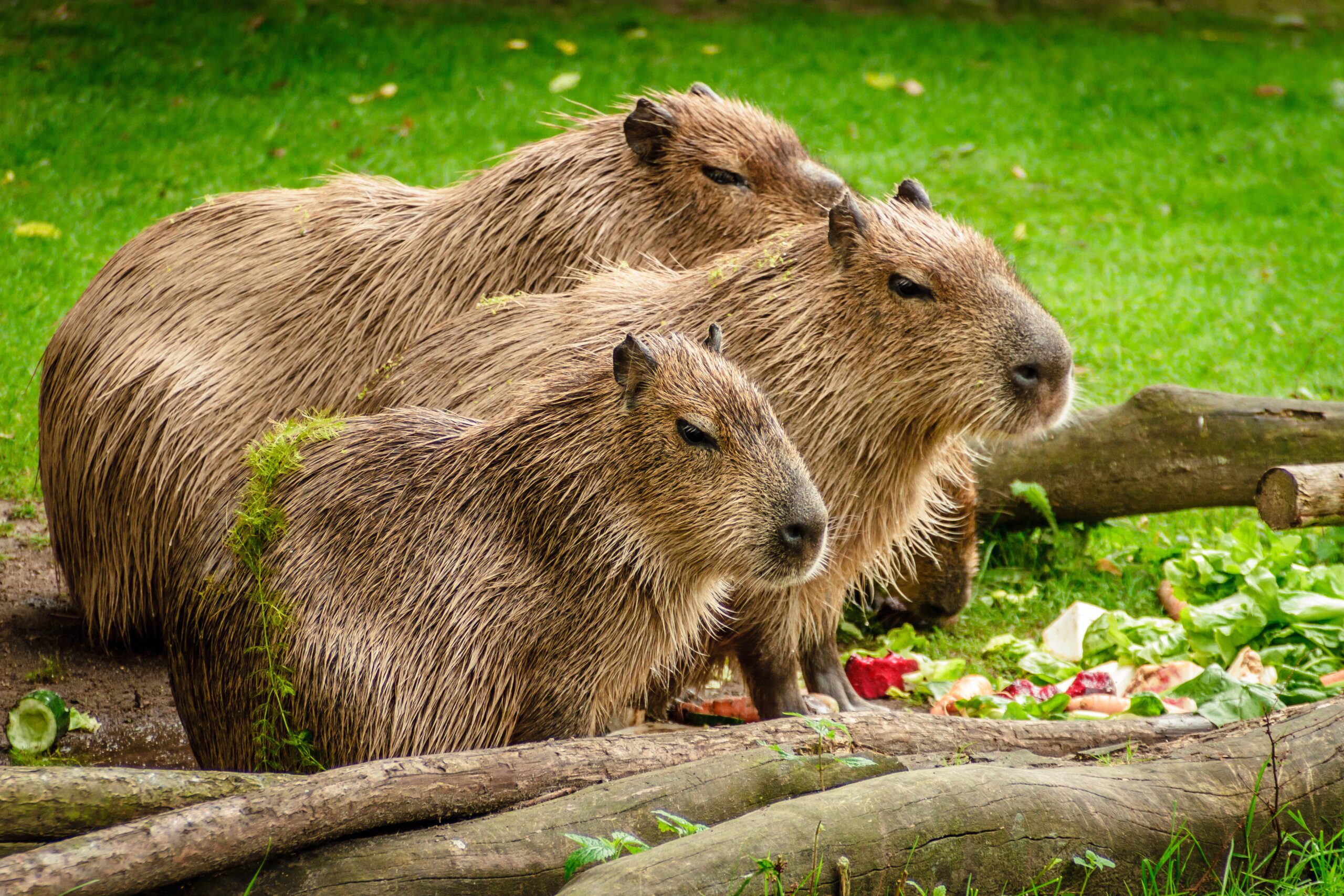 The Mating Habits of Capybaras
