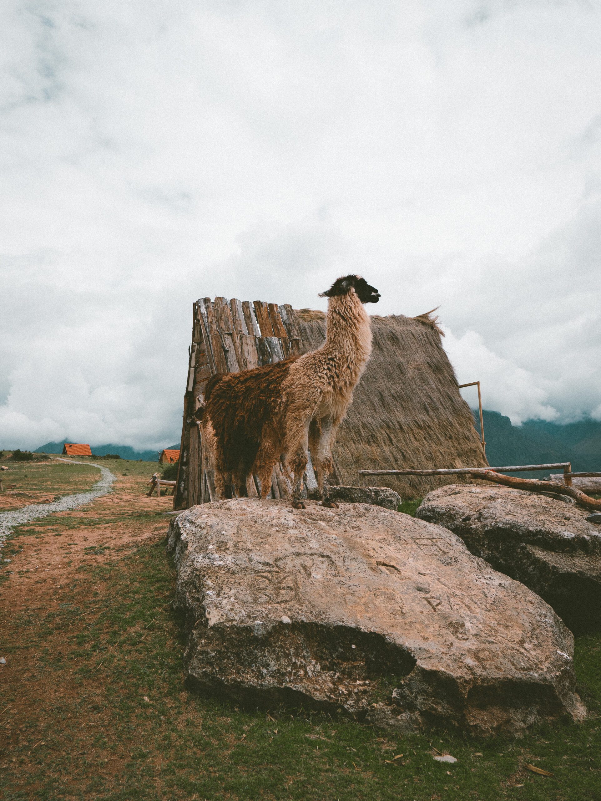Curious Bird Attempts to Snack on Capybara 2 curious bird attempts to snack on capybara 3 scaled