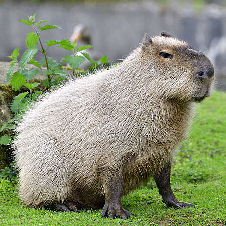 Discover Zoos Near Me with Capybaras 2 discover zoos near me with capybaras 5