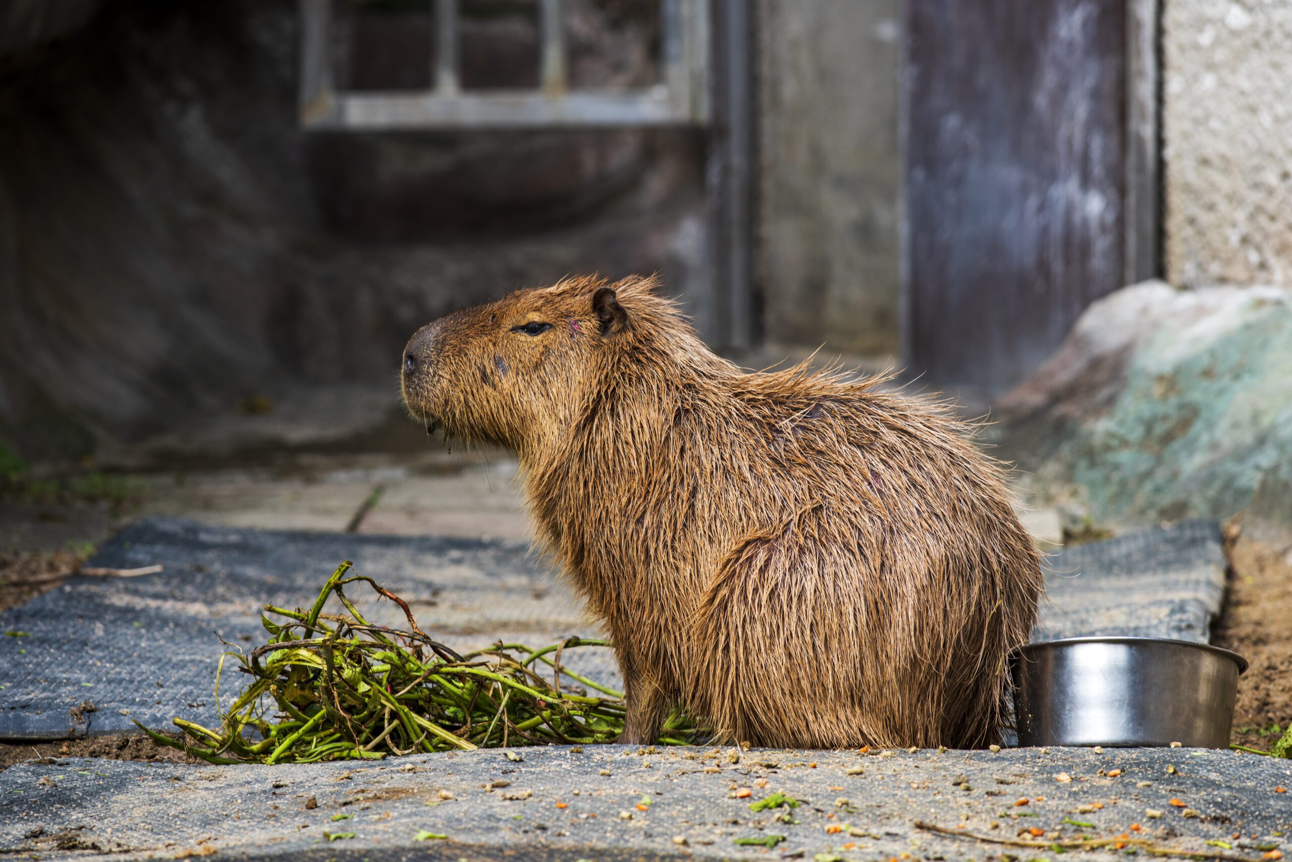 Where to Find Capybaras 2 where to find capybaras 3 scaled