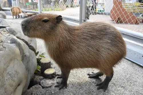 Find Capybara Breeders in Texas Find Capybara Breeders in Texas