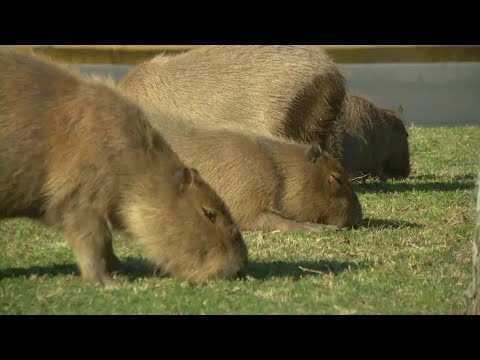 Unveiling the Truth: Are Capybaras the Most Affectionate Animals 5 argentine town seeks to curb its