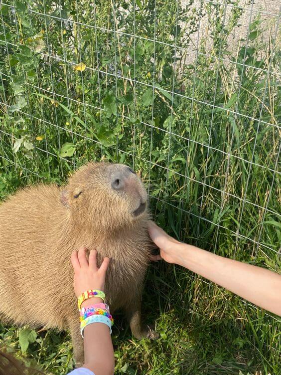 Exploring the Fascinating Capybara Life Cycle 6 Capybara and Human Culture
