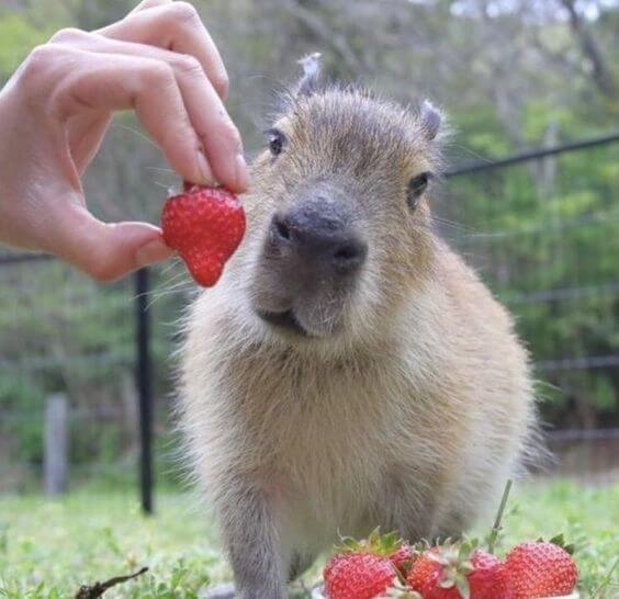 31a0295cc32d5efdd68e4da4b97d83c2