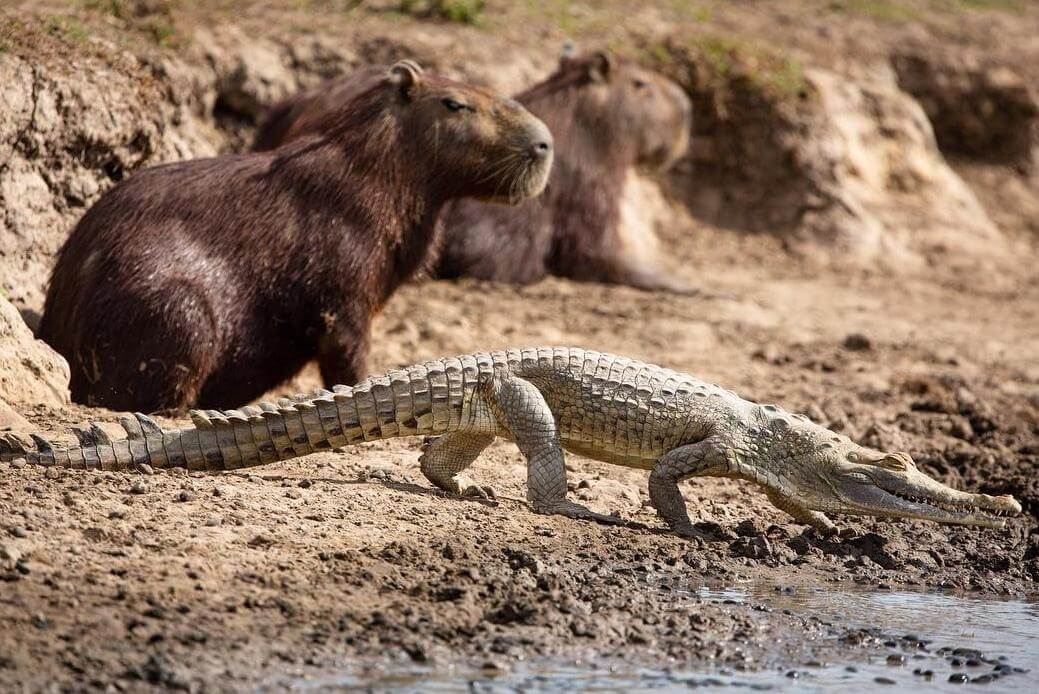 The Unusual Relationship Between Crocodiles And Capybaras Baby Capybara