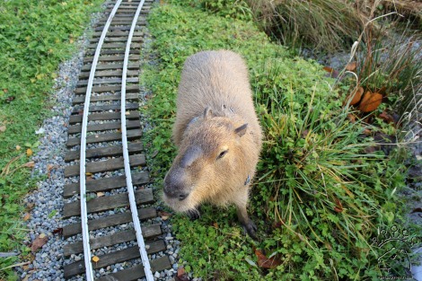 img_4455_w img 4455 w