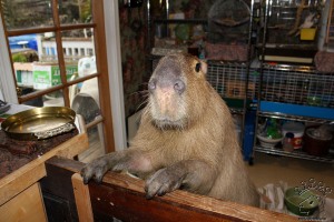 img_4519_w IMG_4519_w