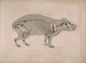die_vergleichende_osteologie_1821_hydrochaeris_hydrochaeris Die_vergleichende_Osteologie_(1821)_Hydrochaeris_hydrochaeris