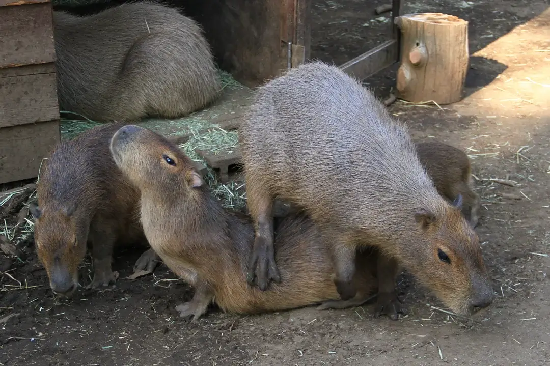 capybara yoga 3