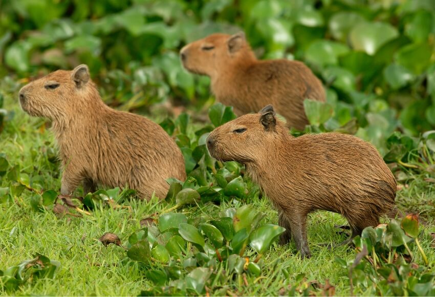 Discover Texas' Top 4 Capybara Encounters: Meet Nature's Friendliest Giants Up Close! 6 austin zoo
