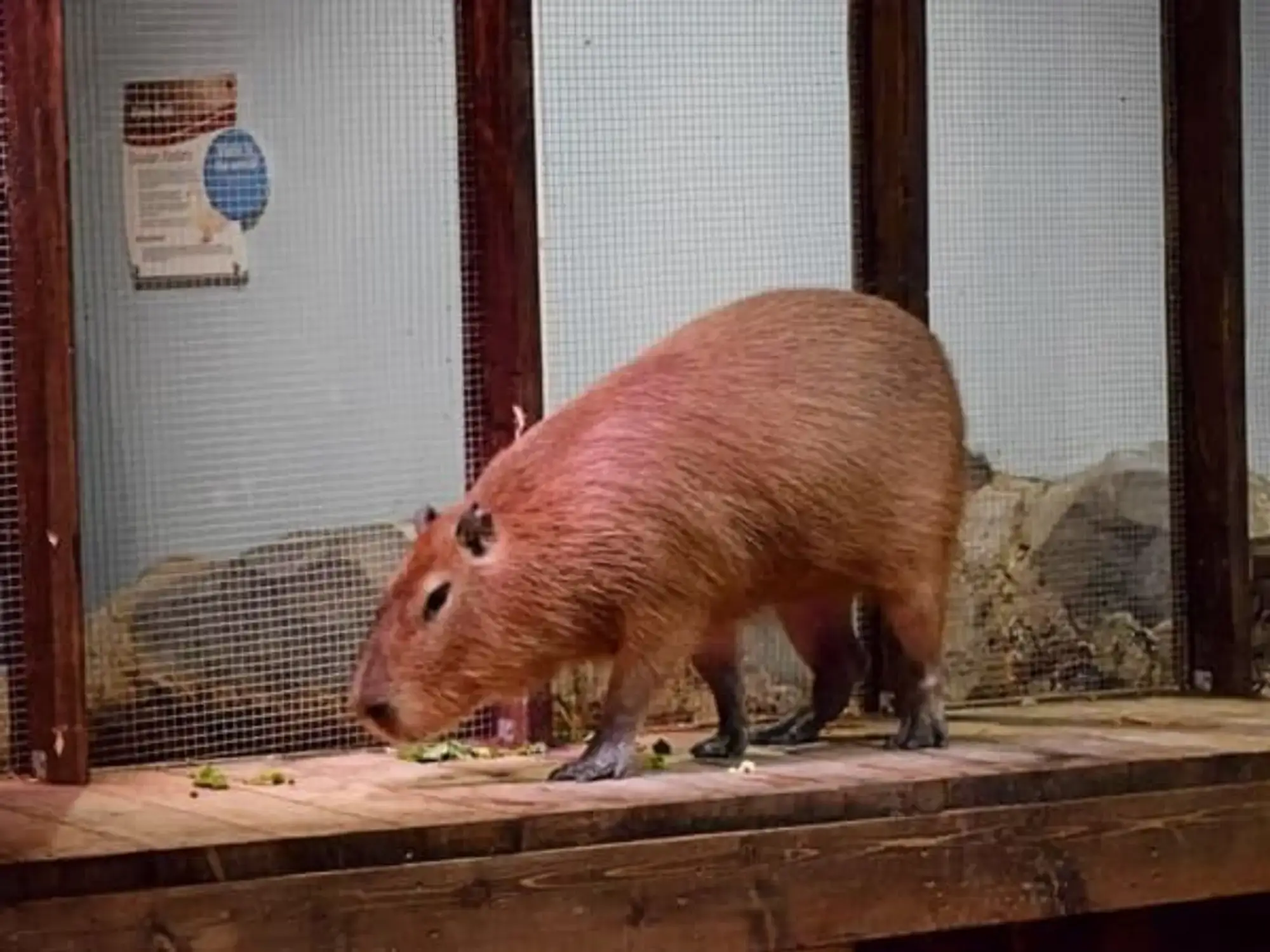 Discover Texas' Top 4 Capybara Encounters: Meet Nature's Friendliest Giants Up Close! 4 seaquest fort worth