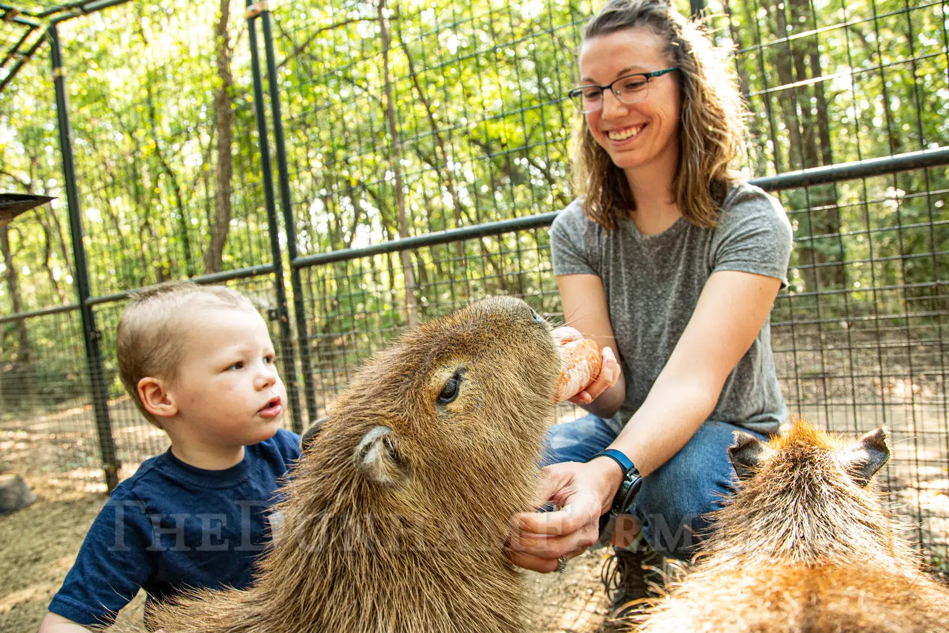 Discover Texas' Top 4 Capybara Encounters: Meet Nature's Friendliest Giants Up Close! 3 the dunham farm