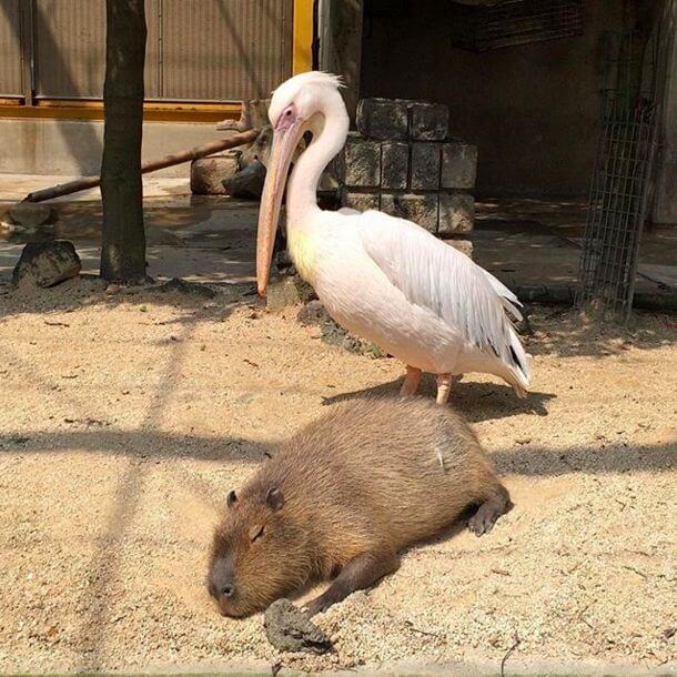 What Drives Pelicans to Attempt Eating Capybaras 3 pelicans capybaras
